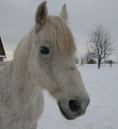 Šimon